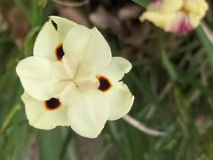 -墨尔本皇家植物园