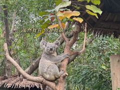 -广州长隆野生动物世界