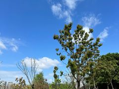 -天鹅湖体育公园