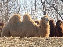 -北京野生动物园