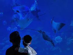 -烟台海昌鲸鲨海洋公园