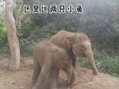 -野象谷景区