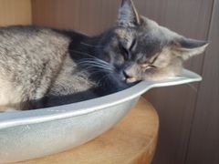 -MOCHA明星猫咖(田子坊店)