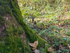 -五营红松林海景区