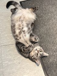 -幸运7纹身刺青Lucky7tattoo