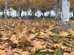 -上海海湾国家森林公园