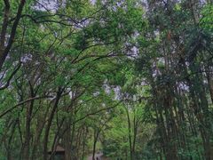 -青龙山国家森林公园