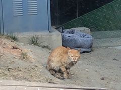 -爱贝特动物医院·猫口炎专科