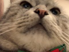 -美联众合动物医院(·中兽医·疑难杂症·严家桥分院)