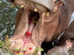 -海南热带野生动植物园
