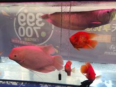 -宝岛眼镜(杭州万塘路旗舰店)