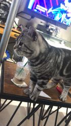 -幸运7纹身刺青Lucky7tattoo