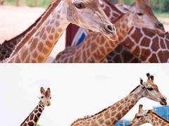 -杭州野生动物世界