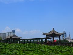 -莲花池公园