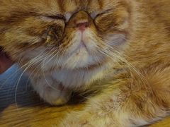 -平行世界·猫咖(首经贸店)