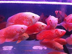 iphone_upload_pic-清平路水族市场