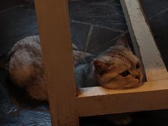 -Anne猫窝咖啡屋