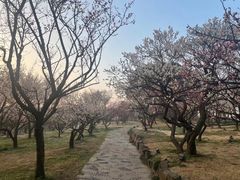 -无锡梅园公园