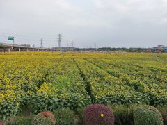 -光明小镇欢乐田园