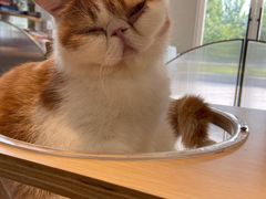 -飞行喵MR PILOT|猫舍·猫咖(静安大融城店)