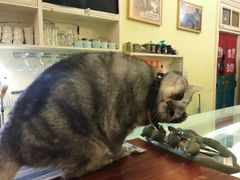 -猫色咖啡·猫咖