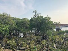 -宝安西湾红树林湿地公园