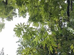 -秋霞圃