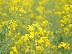 -光明小镇欢乐田园