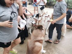 -TrueLove @ Neverland (Husky Cafe)