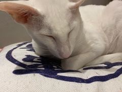 -飞行喵MR PILOT|猫舍·猫咖(静安大融城店)
