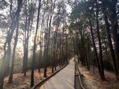 -火炉山森林公园