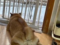 -是阿柴呀！柴犬咖啡·爱喵喵猫咖