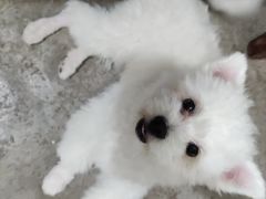 -瑞派名望24h动物医院异宠专科·猫专科·骨科·重症监护分院