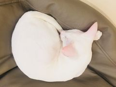 -飞行喵MR PILOT|猫舍·猫咖(静安大融城店)