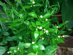 -秦美花卉(天朗·莱茵小城2期店)
