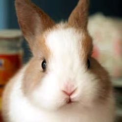 -浅山蜜塘奇妙乐园·亲子营地