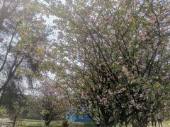 -铁山坪森林公园