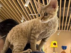 -momokira米努特·德文卷毛猫·棉花面纱犬
