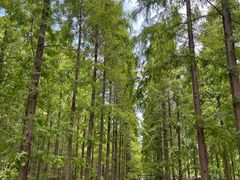 -黄海国家森林公园