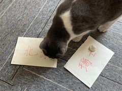 -猫十亿·布偶金渐层·曼基康矮脚猫舍(青年路店)