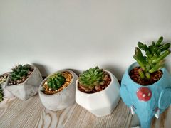 -蜜蜂小象·榴莲千层蛋糕(时代汇11栋店)