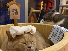-Catmate·猫肥家润(金润铂宫店)