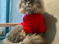 -喵屿·大理花园猫咖