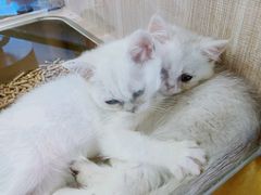 -飞行喵MR PILOT|猫舍·猫咖(静安大融城店)