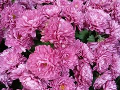 -螃蟹岬(地铁站)