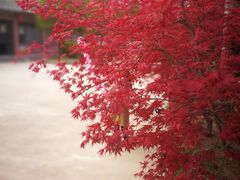 -龙口南山旅游景区