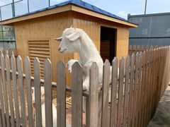 -上海崇明金茂凯悦酒店