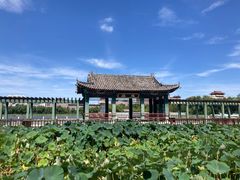 -莲花池公园