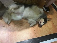 -more than meow吴止猫主题餐厅(承德 中船汇店)