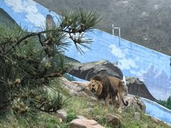 -西霞口神雕山野生动物世界